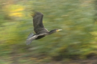 cormorano in panning