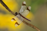 libellula