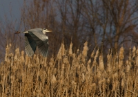 Airone cinerino @Racconigi (col tamarrone del marito)