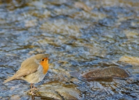 pettirosso sull'acqua 1200px