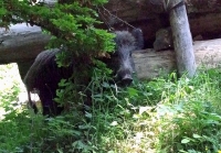 Cinghiale che gioca a nascondino