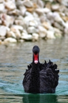 Black swan