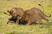 Leonesse in Kenya