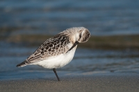 il preening del tridattilo