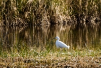 Garzetta a Massaciuccoli