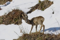 Capriolo in velluto