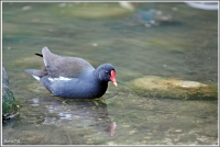 gallinella d'acqua