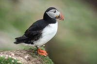 puffin