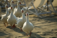 tutti in fila a fare il bagno!