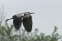 airone cenerino