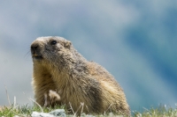 marmotta del Gran Paradiso