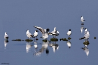 "Gabbiani..nella Salina di Comacchio"