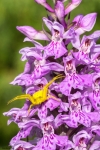 Dactylorhiza Maculata e ragno granchio