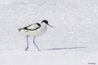 Avocetta in salina....