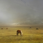 Pleasant atmosphere on grazing in the early morning ..