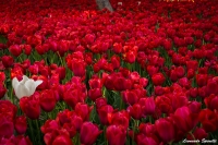 Tulipani a istanbul