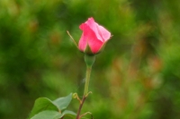 rosa del mio giardino