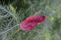 giardino d'autunno