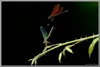 libellula1