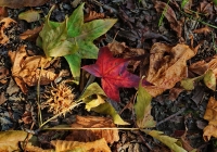 autunno nel sottobosco 2