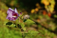 autunno nel sottobosco 4