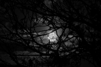 moonlight tree