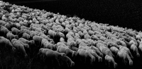 pecore 2