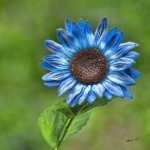 Girasole al viagra