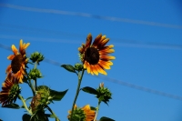 girasoli