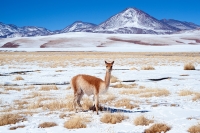 13Lo sguardo della vicuña