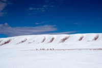 09Migrazione delle vicuñas
