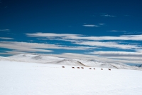 08Migrazione delle vicuñas