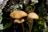 Altri funghi alla base del ceppo