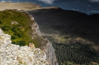 Marmotta ambientata