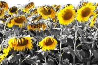 GIRASOLI