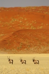 namib