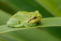 Hyla arborea