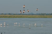 fenicotteri alle saline