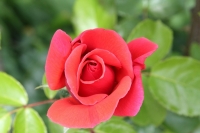 rosa1