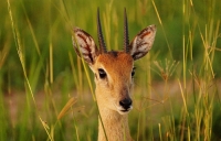 Antilope