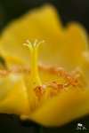 hypericum patulum