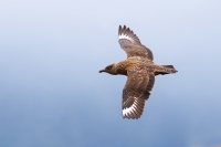 04 skua in volo