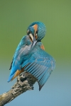 il preening del martino