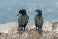 phalacrocorax aristotelis