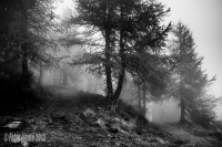 Passeggiata nella nebbia