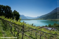 Lago di Caldaro con vigneti