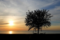 Albero in controluce - Sorrento