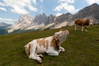 Pascolo alpino nei pressi del rifugio Brogles