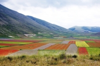 Fiorita a Castelluccio di Norcia