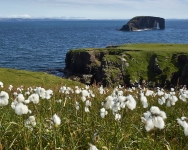 Shetland: Dorn Holn